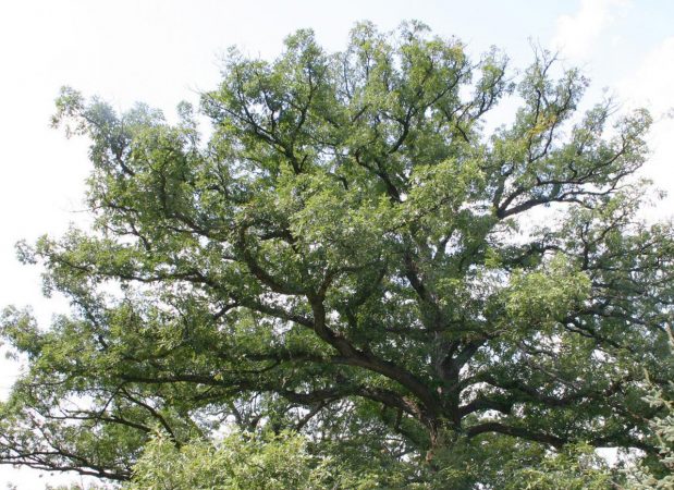 Whtie oak quercus alba
