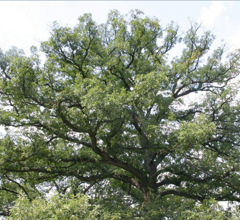 White oak quercus alba